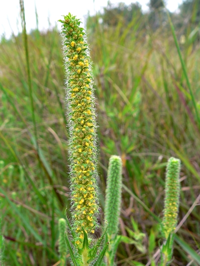 {Ambrosia bidentata}